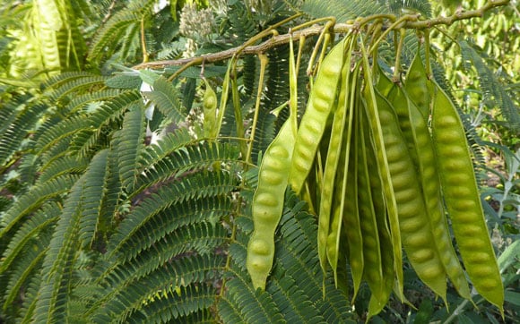 Albizia Julibrissin 'pendula'