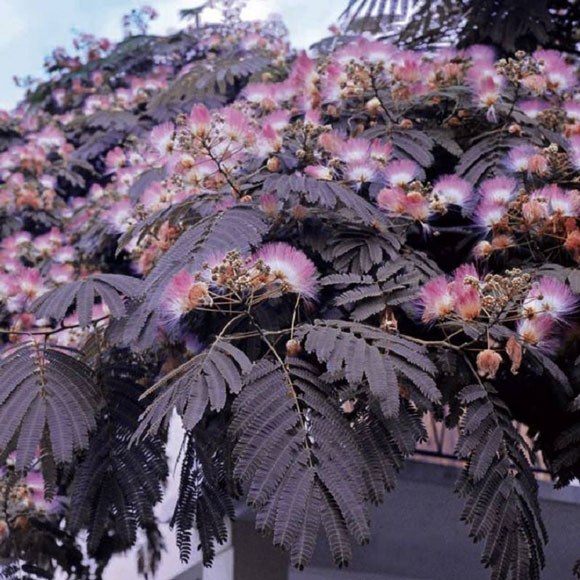 Albizia Julibrissin Summer Chocolate