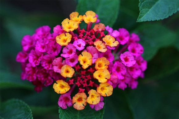 Lantana Camara Evita