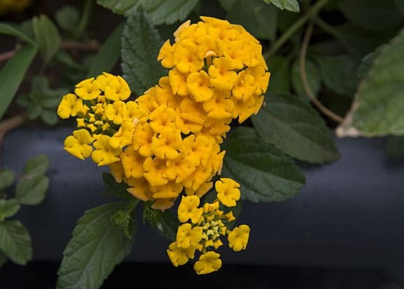 Lantana Chapel Hill Yellow