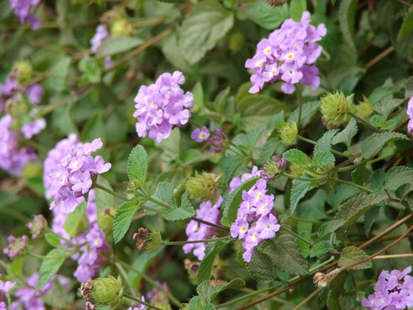 Lantana Montevidensis