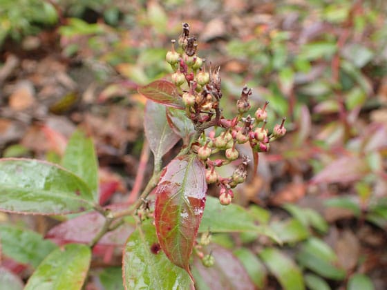 Leucothoe Fontanesiana