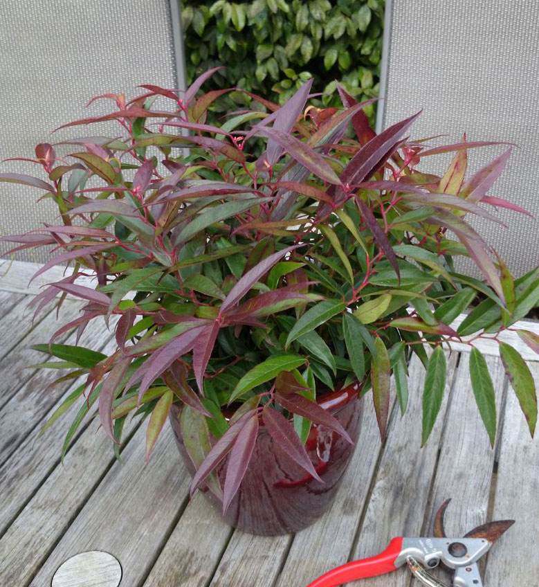 Leucothoe Keiskei Burning Love