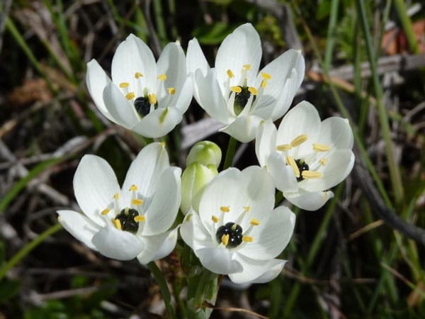 Ornithogalum Arabicum