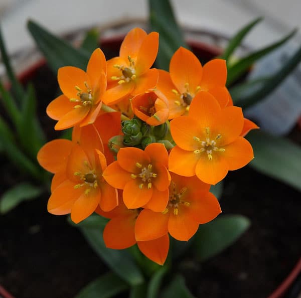 Ornithogalum Dubium