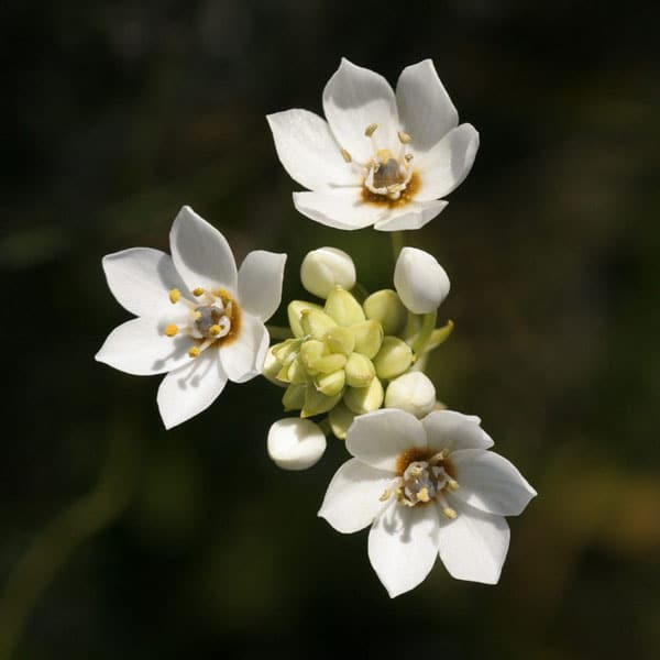 Ornithogalum Thyrsoides