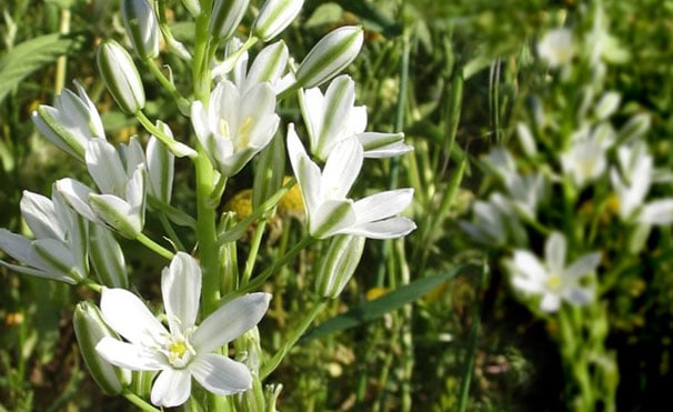 Ornithogalum Umbellatum