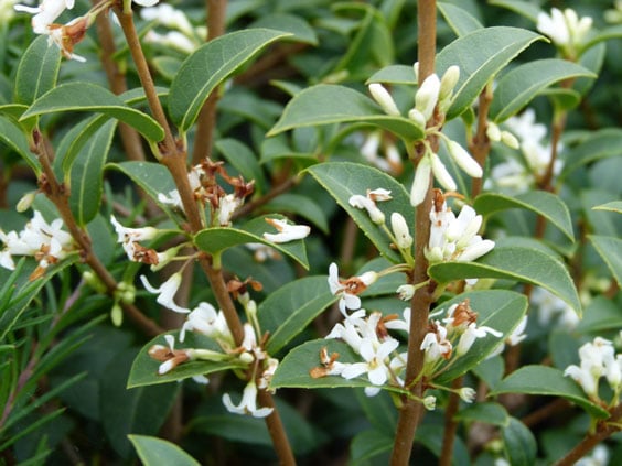 Osmanthus Burkwoodii