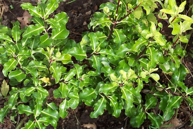 Pittosporum Tenuifolium