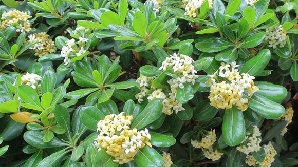 Pittosporum Tobira Japanese Mock Orange