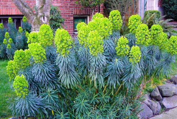 Euphorbia Characias