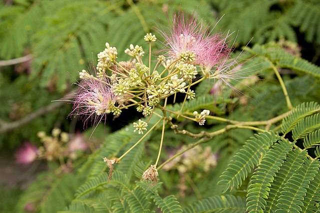 Fleur Albizia