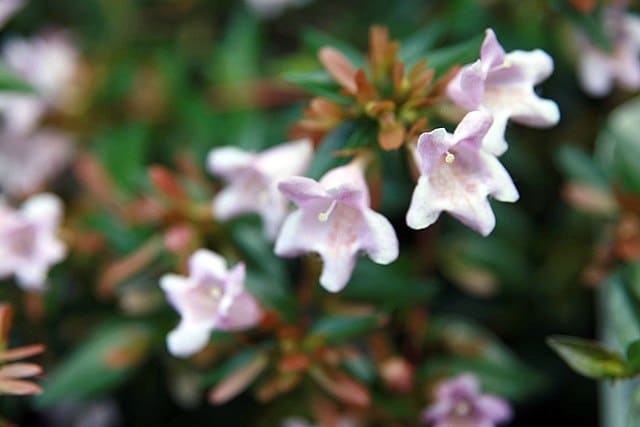 Fleurs Abelia Grandiflora Edward Goucher