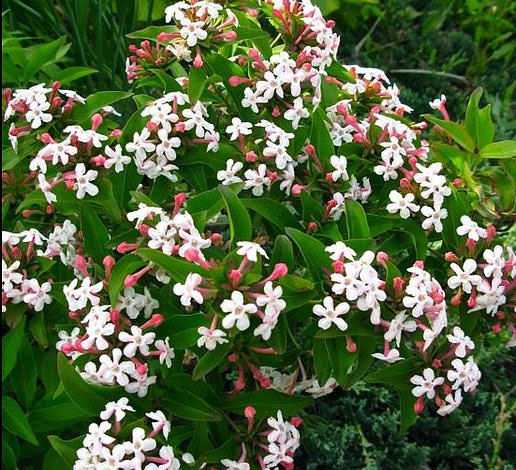 Fleurs Abelia Mosanensis Monia