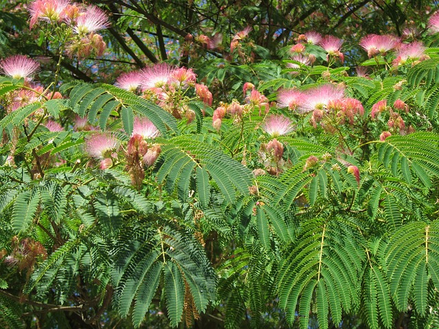 Plant Dalbizia