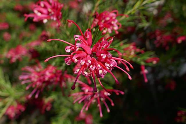 Grevillea Rosmarinifolia