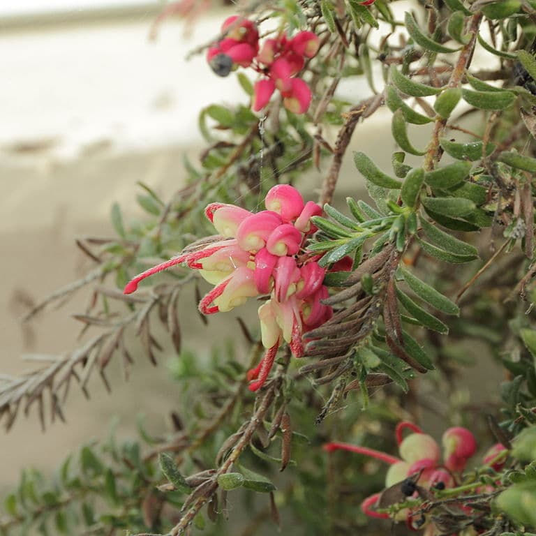 Fleurs De Grevillea Llanigera