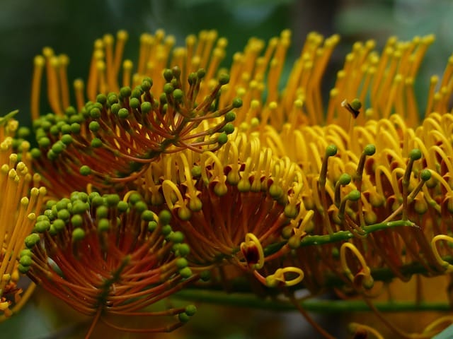 Fleurs De Grevillea Robusta