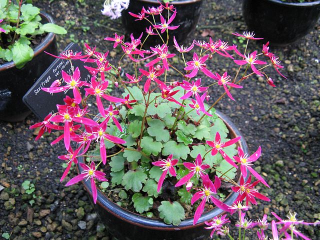 Saxifraga Fortunei