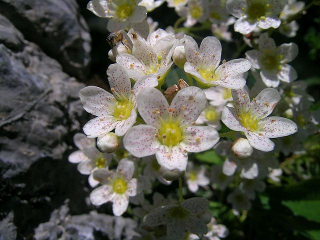 Saxifraga Paniculata
