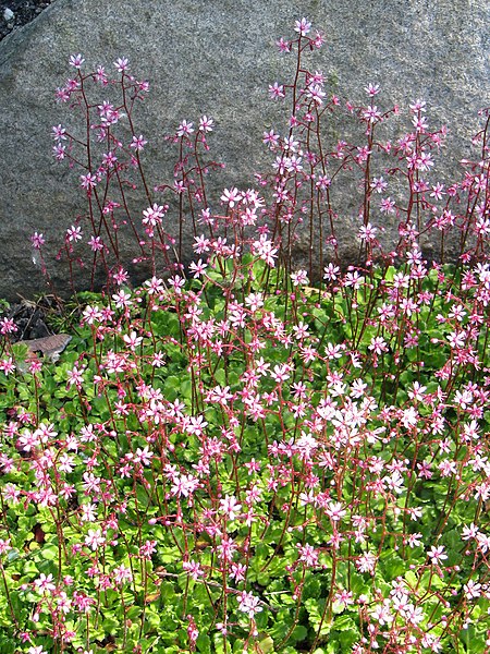 Saxifraga Umbrosa