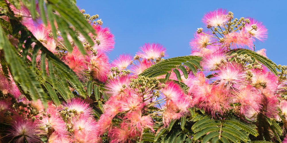 Albizia Julibrissin En Fleur