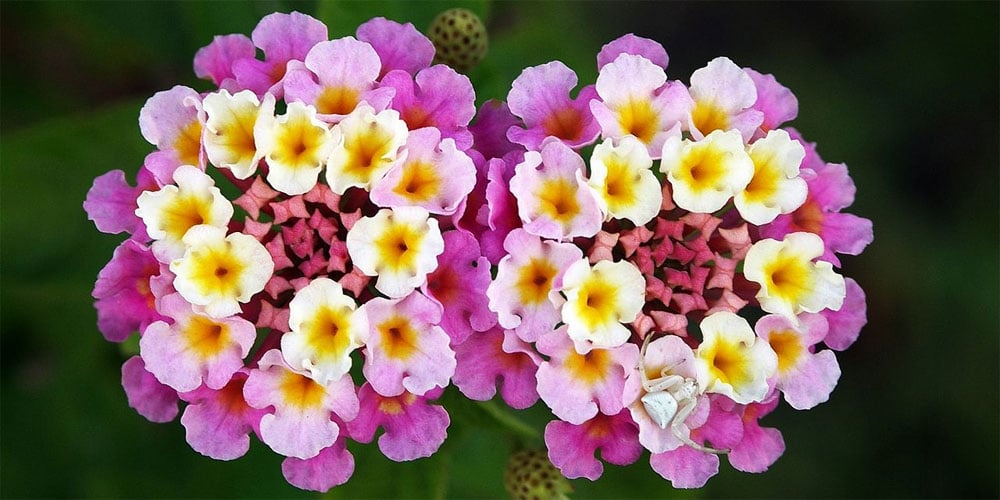 Lantana Camara