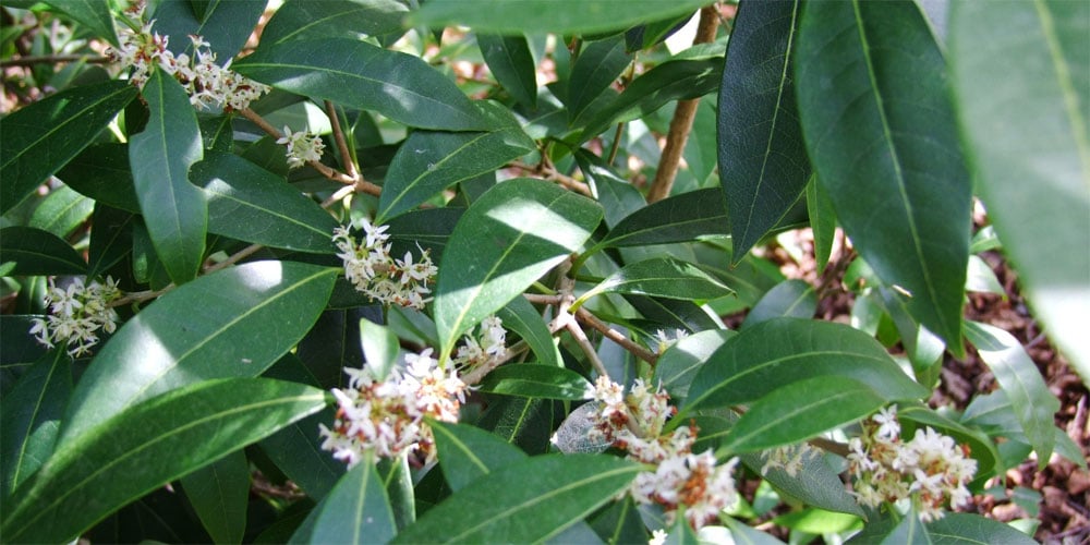 Osmanthus