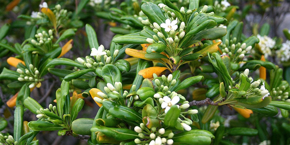 Pittosporum Tobira