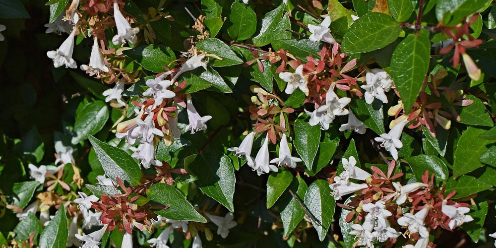 Abelia Grandiflora