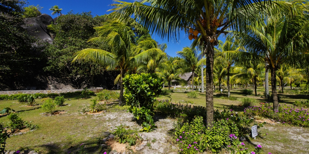 exemple de jardin créole