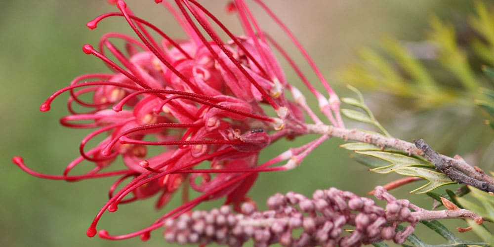 Grevillea