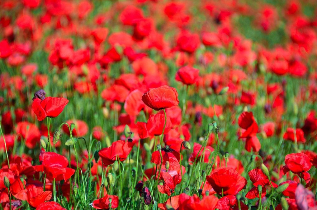 Rouge Coquelicot