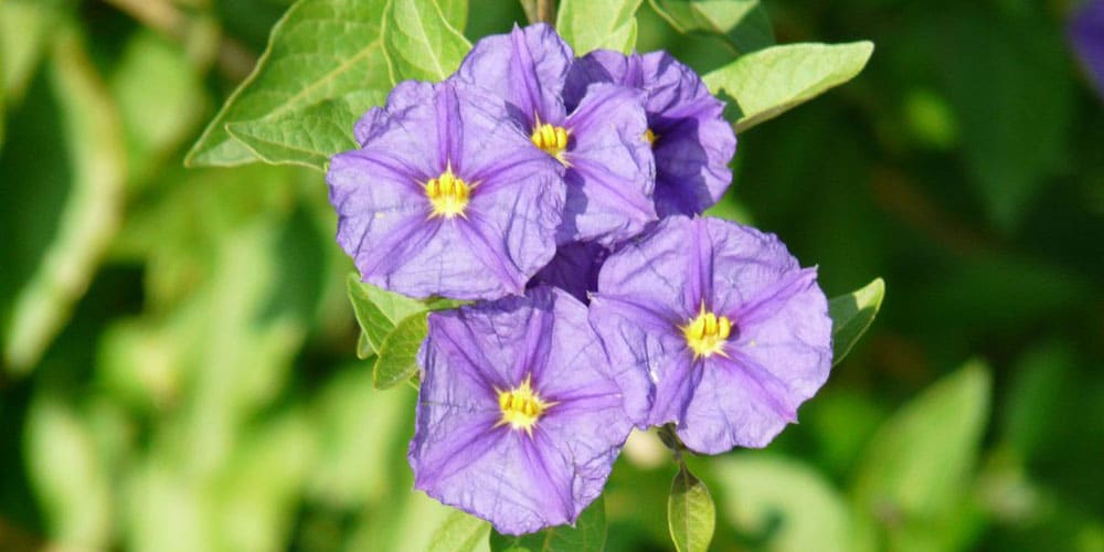 Solanum