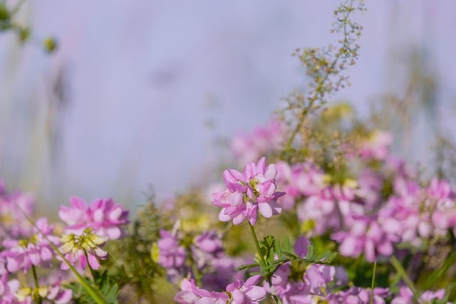 coronilla