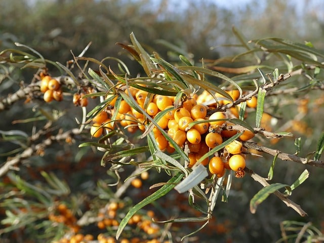 argousier ou hippophae rhamnoides