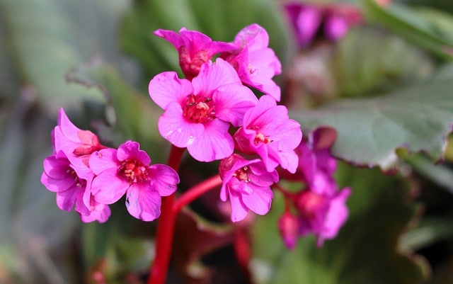 bergenia abendglut