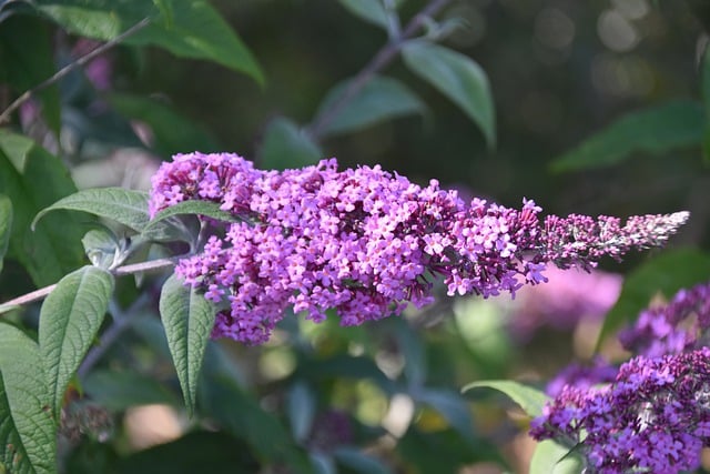 buddleia arbre aux papillons