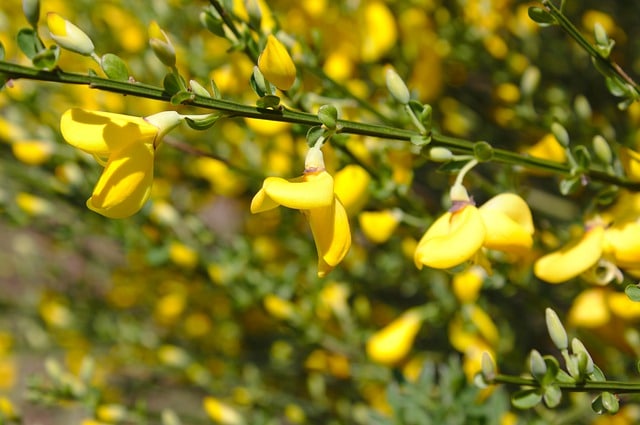 genet ou cytisus scoparius