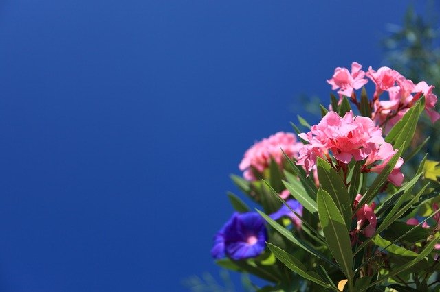 laurier rose ou nerium oleander