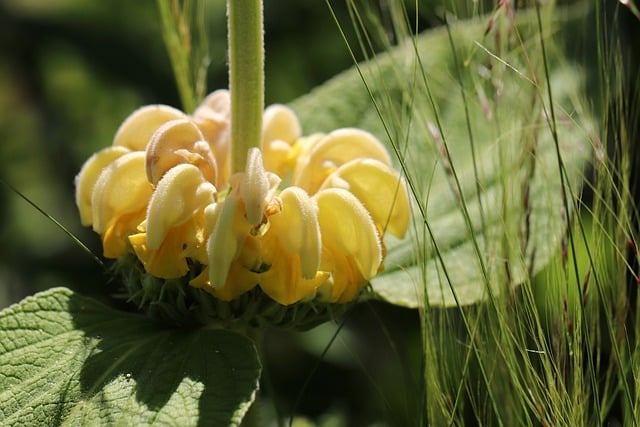 sauge de jerusalem ou phlomis grandiflora