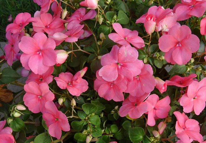 impatiens