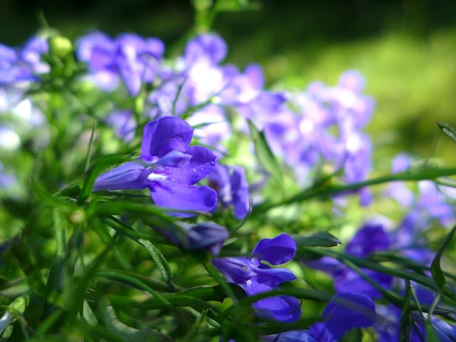 lobelia