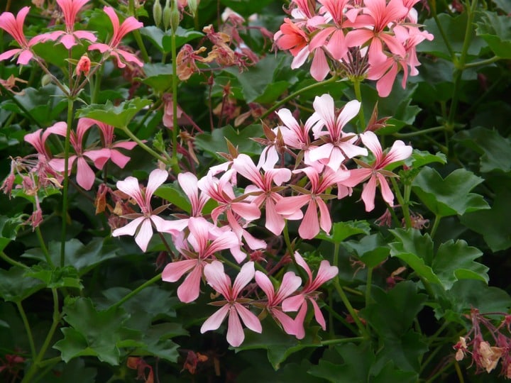 pelargonium