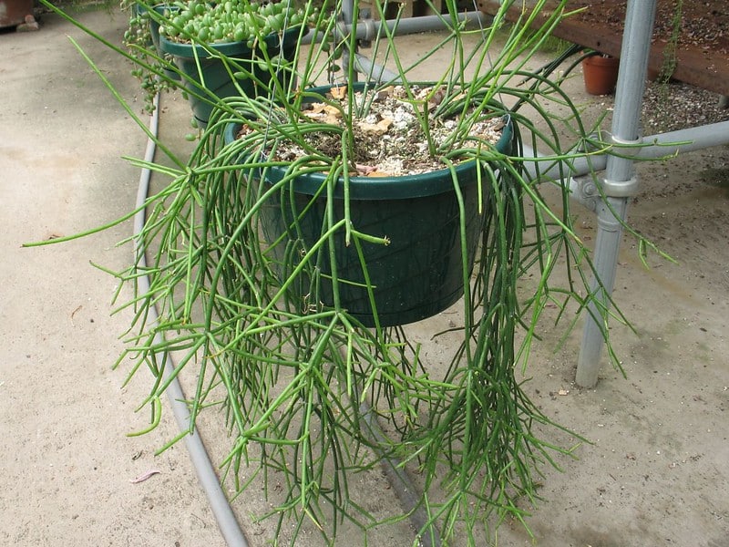 rhipsalis