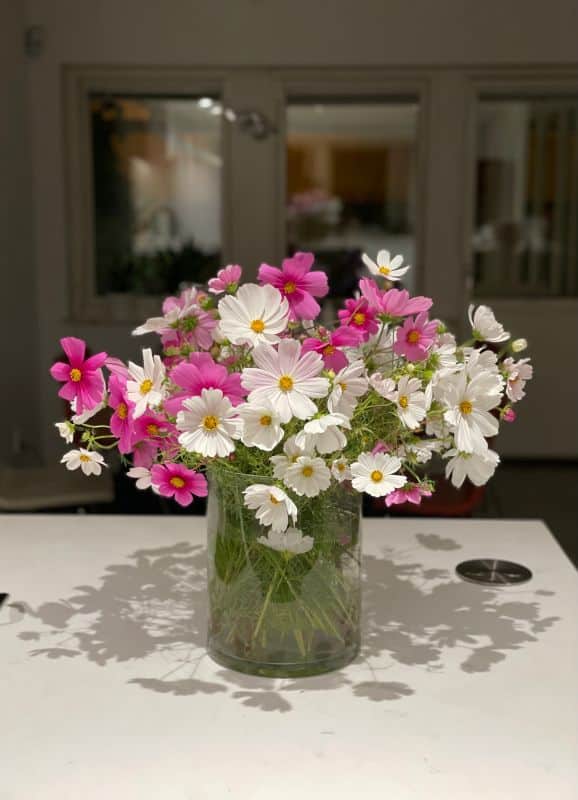 Bouquet de cosmos roses et blancs dans un vase